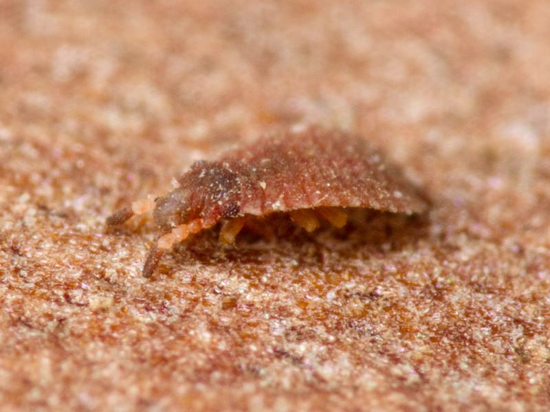 Aradus cinnamomeus Panzer, 1806